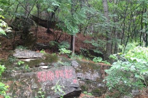 天津蓟县梨木台风景区旅游攻略 之 森林 天津蓟县梨木台风景区旅游攻略 之 森林