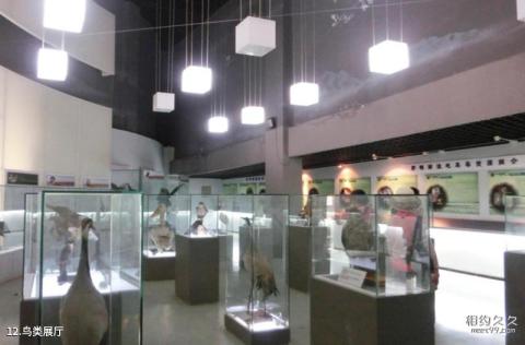 北京延庆野鸭湖国家湿地公园旅游攻略 之 鸟类展厅 北京延庆野鸭湖国家湿地公园旅游攻略 之 鸟类展厅