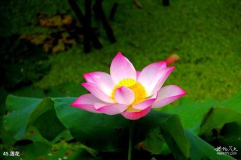 湖州市菰城景区旅游攻略 之 莲花
