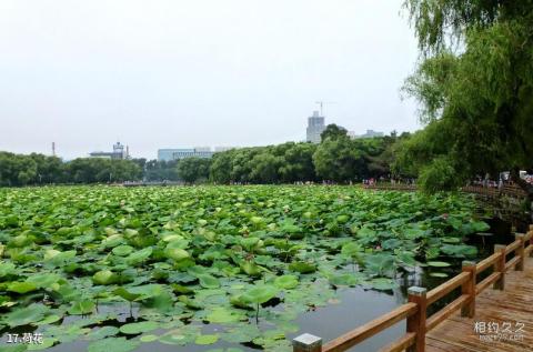 长春南湖公园旅游攻略 之 荷花