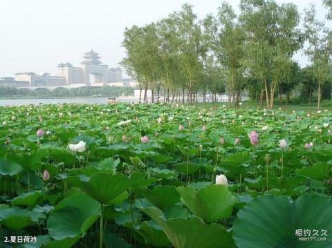 莲花池公园旅游攻略 之 夏日荷池