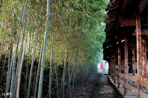 婺源彩虹桥旅游攻略 之 翠竹