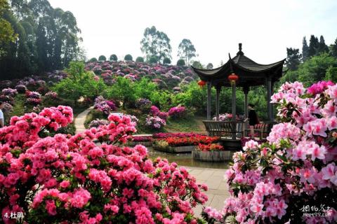 新津花舞人间旅游攻略 之 杜鹃 新津花舞人间旅游攻略 之 杜鹃