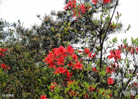 苍南玉苍山国家森林公园旅游攻略 之 杜鹃花