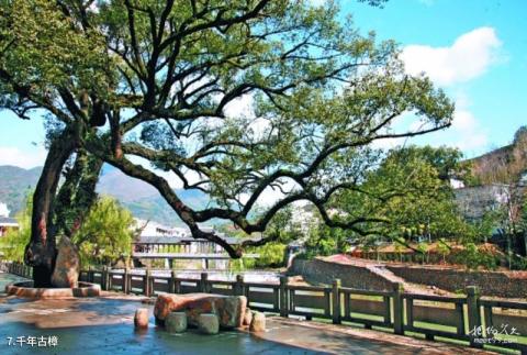寿宁西浦古村旅游攻略 之 千年古樟