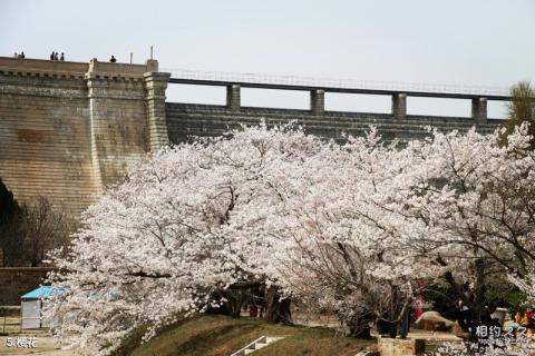 大连龙王塘水库旅游攻略 之 樱花