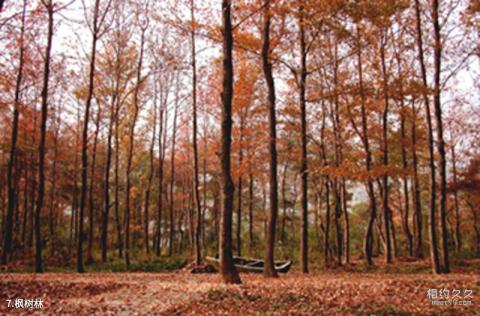 杨家溪风景区旅游攻略 之 枫树林