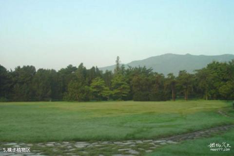 中科院北京植物园旅游攻略 之 裸子植物区
