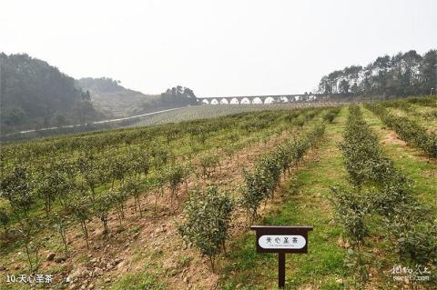 重庆巴南中泰天心佛文化旅游区旅游攻略 之 天心圣茶