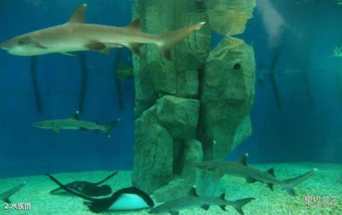 深圳野生动物园旅游攻略 之 水族馆 深圳野生动物园旅游攻略 之 水族馆