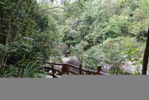 东兴屏峰雨林公园旅游攻略 之 森林 东兴屏峰雨林公园旅游攻略 之 森林