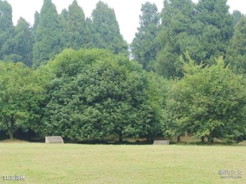 武汉东湖风景区旅游攻略 之 友谊林 武汉东湖风景区旅游攻略 之 友谊林