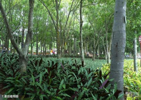 福州国家森林公园旅游攻略 之 姜目植物园
