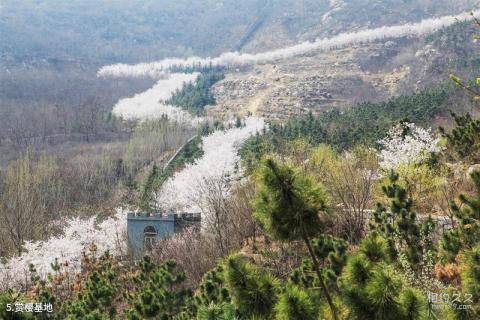 滨州邹平樱花山风景区旅游攻略 之 赏樱基地