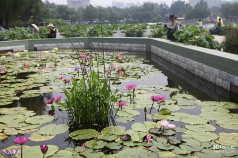 莲花池公园旅游攻略 之 莲花池