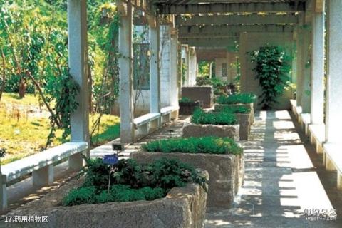深圳仙湖植物园旅游攻略 之 药用植物区 深圳仙湖植物园旅游攻略 之 药用植物区