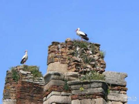 西班牙梅里达遗址旅游攻略 之 鹭鸟