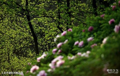 垫江牡丹生态旅游区旅游攻略 之 太平湖牡丹精品园 垫江牡丹生态旅游区旅游攻略 之 太平湖牡丹精品园