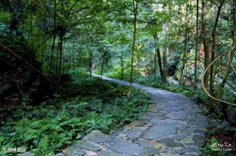 赣州阳岭国家森林公园旅游攻略 之 雨林景区 赣州阳岭国家森林公园旅游攻略 之 雨林景区