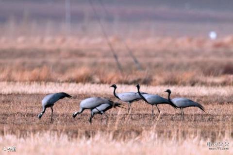 会南会泽黑颈鹤国家级自然保护区旅游攻略 之 灰鹤