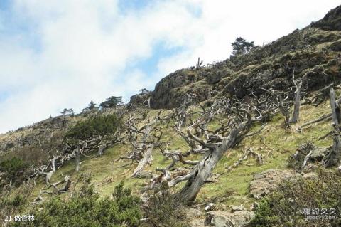 昆明轿子雪山风景区旅游攻略 之 傲骨林 昆明轿子雪山风景区旅游攻略 之 傲骨林