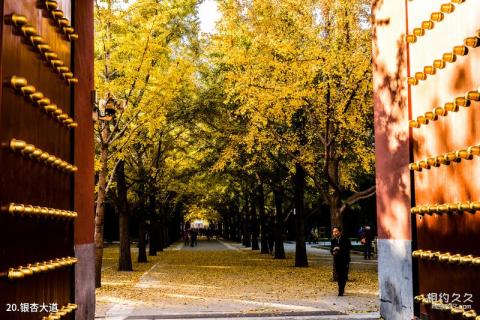 北京地坛公园旅游攻略 之 银杏大道 北京地坛公园旅游攻略 之 银杏大道