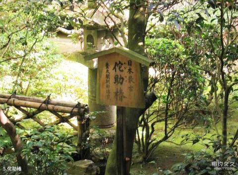 日本龙安寺旅游攻略 之 侘助椿