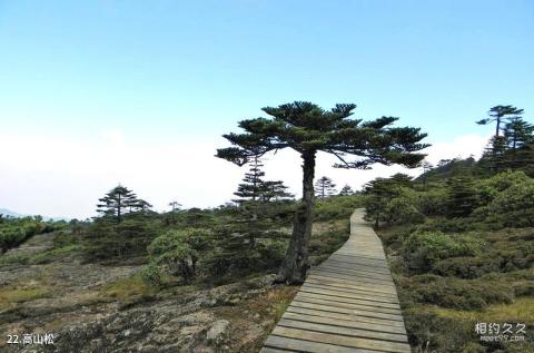 昆明轿子雪山风景区旅游攻略 之 高山松