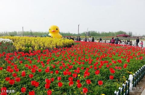 大丰荷兰花海旅游攻略 之 郁金香