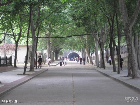 中国地质大学（武汉）校园风光 之 林荫大道