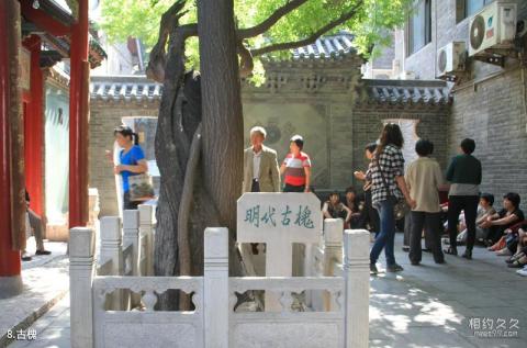 邢台火神庙旅游攻略 之 古槐
