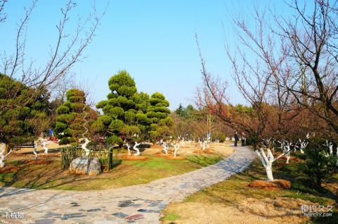 合肥植物园旅游攻略 之 植物
