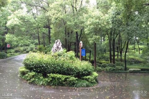 湖南省森林植物园旅游攻略 之 森林