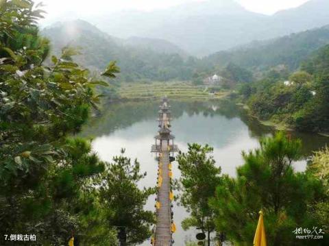 信阳灵山风景名胜区旅游攻略 之 倒栽古柏 信阳灵山风景名胜区旅游攻略 之 倒栽古柏