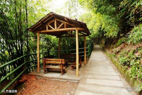 泸州天仙硐风景区旅游攻略 之 竹基因库