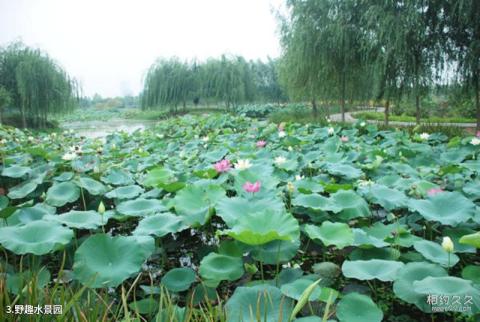 洛阳市隋唐城遗址植物园景区旅游攻略 之 野趣水景园