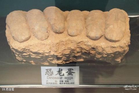 石家庄经济学院地球科学博物馆旅游攻略 之 恐龙蛋