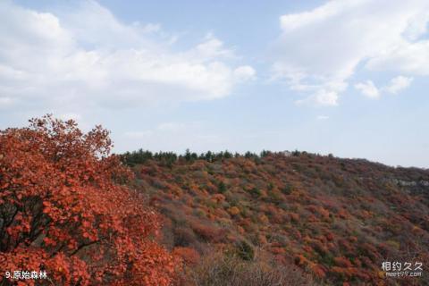 井陉仙台山风景区旅游攻略 之 原始森林