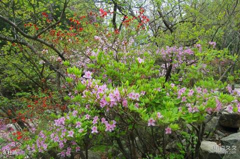 岳西明堂山风景区旅游攻略 之 杜鹃 岳西明堂山风景区旅游攻略 之 杜鹃