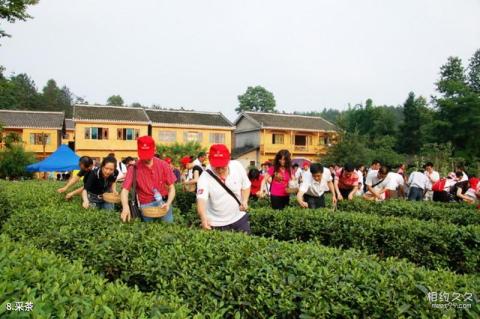 遵义凤冈茶海之心景区旅游攻略 之 采茶 遵义凤冈茶海之心景区旅游攻略 之 采茶