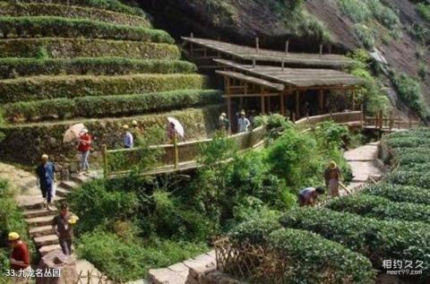 武夷山风景区旅游攻略 之 九龙名丛园 武夷山风景区旅游攻略 之 九龙名丛园