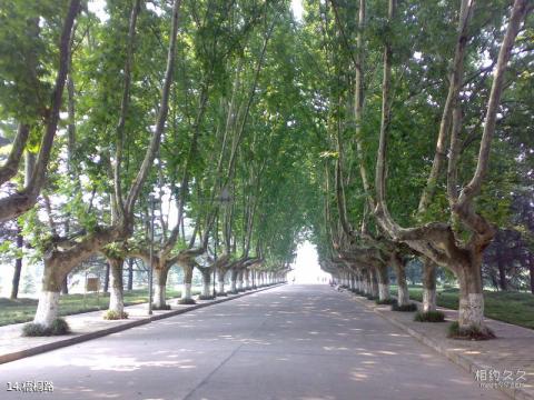 扬州大学校园风光 之 梧桐路