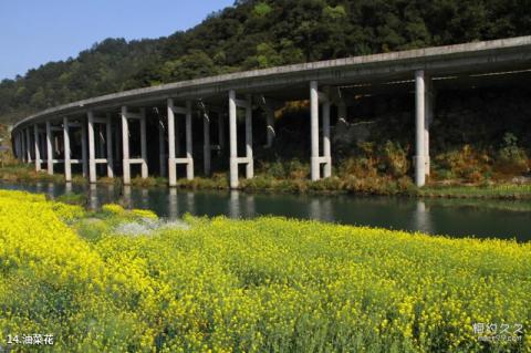婺源汪口村旅游攻略 之 油菜花