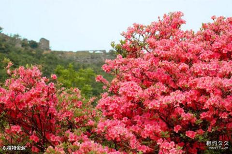 信阳连康山国家级自然保护区旅游攻略 之 植物资源