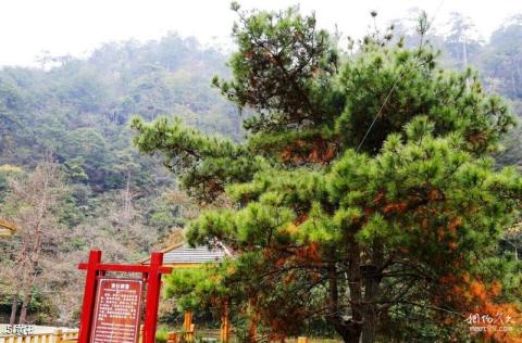 湖南阳明山国家级自然保护区旅游攻略 之 黄衫 湖南阳明山国家级自然保护区旅游攻略 之 黄衫