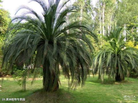 中科院华南植物园旅游攻略 之 澳洲植物专类园 中科院华南植物园旅游攻略 之 澳洲植物专类园