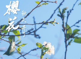 武大樱花又开了：听说你到处说我傻？？？