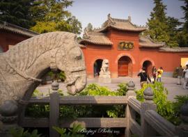 游记|那些年我拍过的洛阳：白马寺、少林寺和龙门石窟