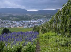 [游记分享] 再也不会爱了之再爱一次之北海道游记（六）
